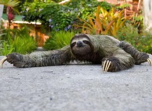 大树懒图片,大自然的“懒人”传奇