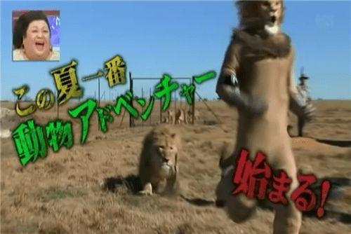 日本 搞笑节目 狮子,狮子座的幽默魅力大揭秘